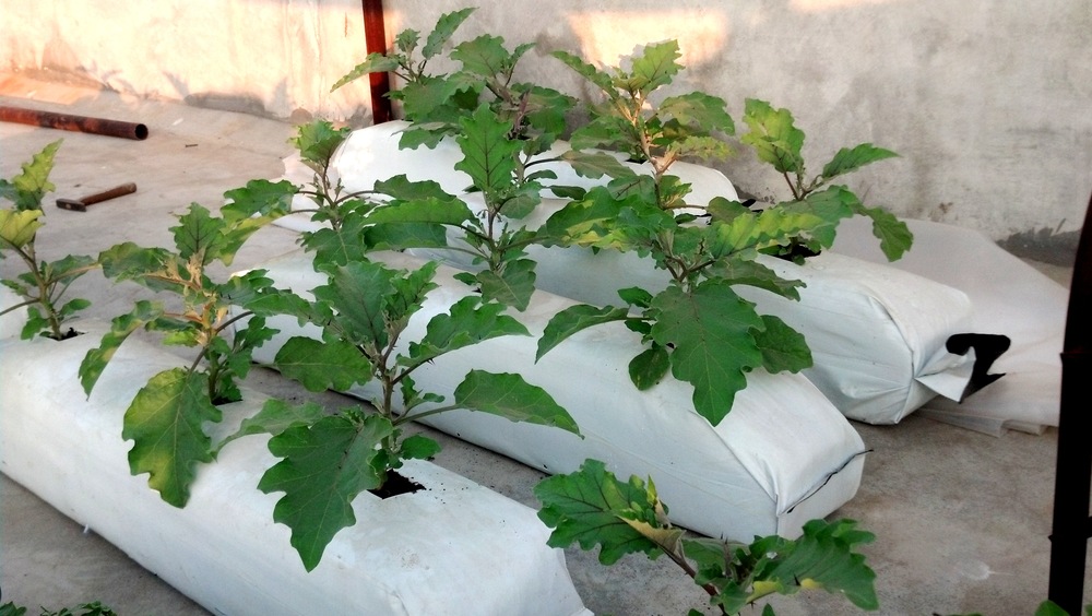 Plant Coir Grow Bags